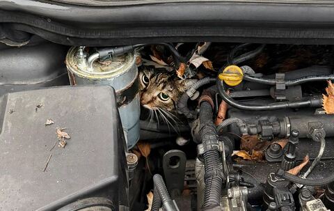 Katze aus Motorraum befreit