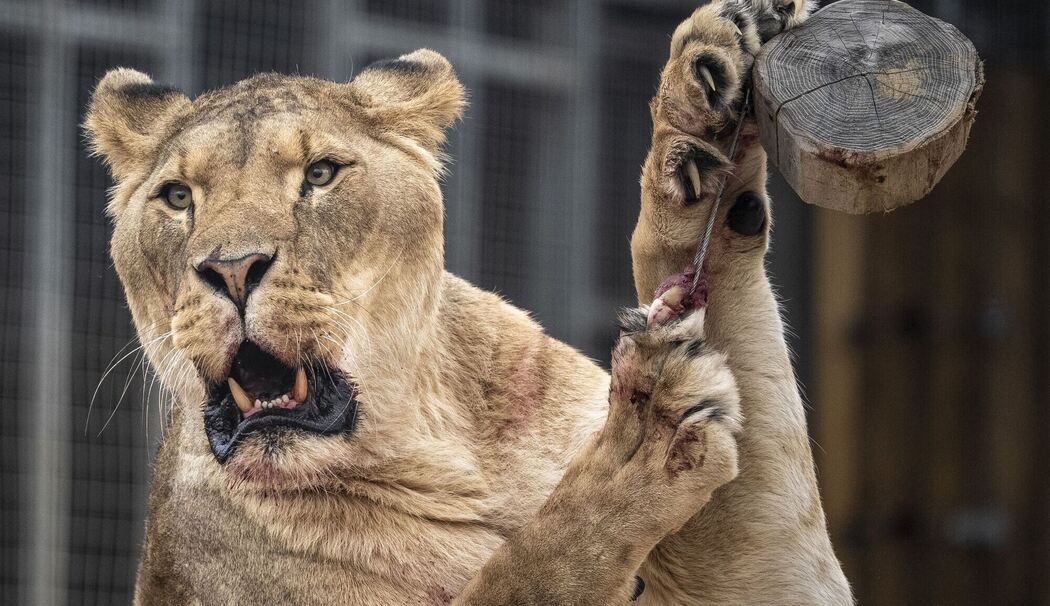 Löwin im Zoo Löwin im Zoo