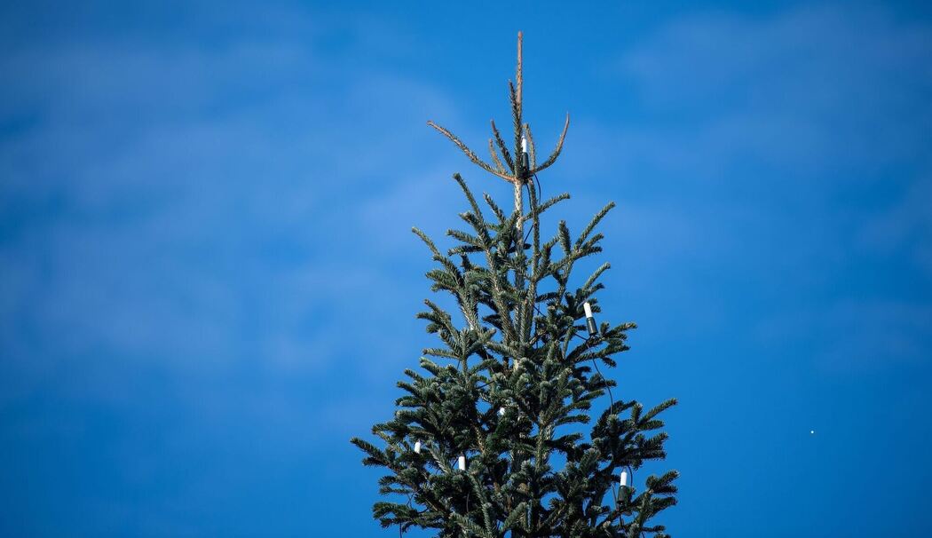Bundespräsident entzündet Lichter am Weihnachtsbaum vor Bellevue