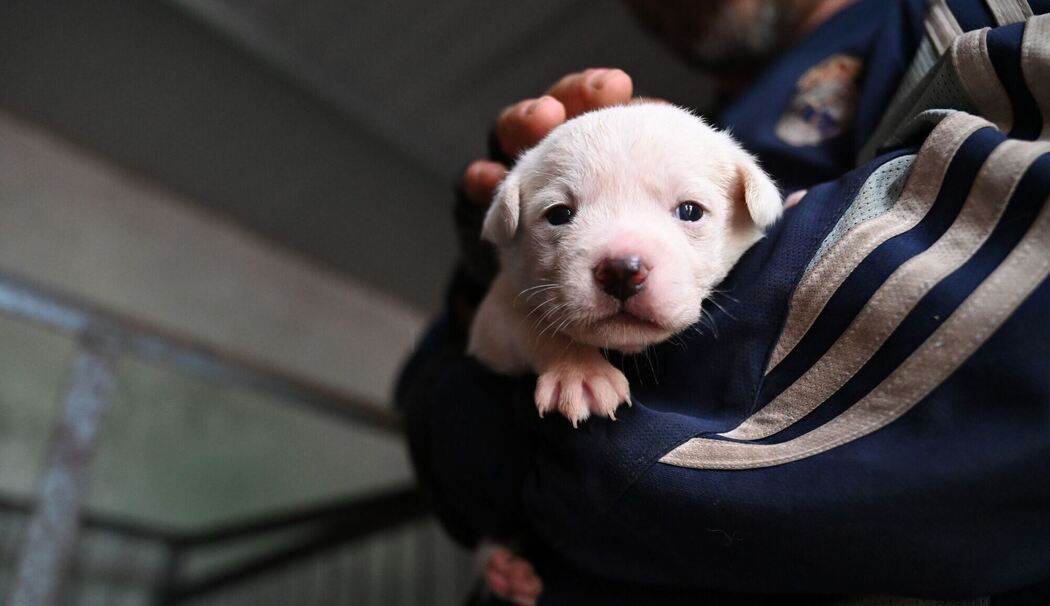 Hundewelpe - Symbolbild Hundewelpe - Symbolbild