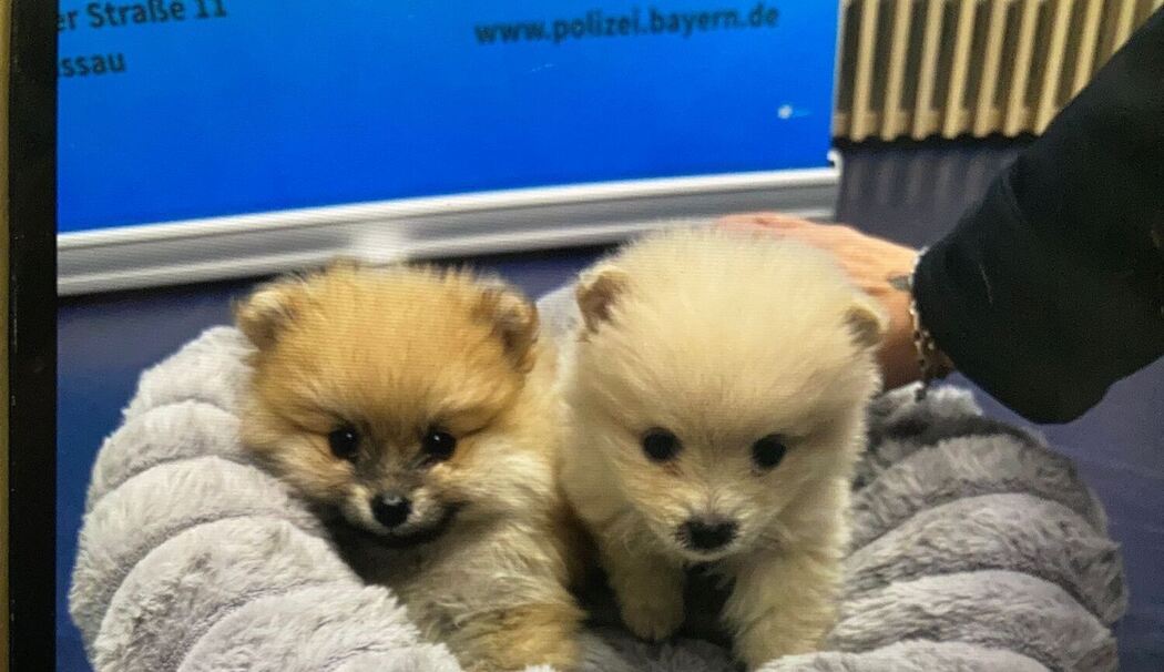 Polizei nimmt Frau bei Kontrolle Zwergspitz-Welpen ab Polizei nimmt Frau bei Kontrolle Zwergspitz-Welpen ab