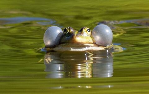 Wasserfrosch