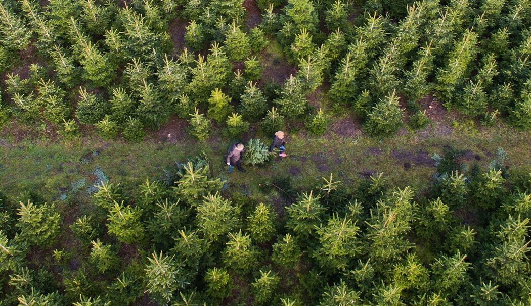 Weihnachtsbäume auf einer Plantage