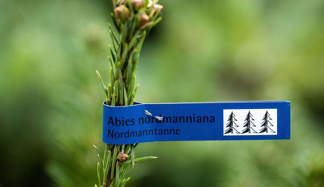 Eine Nordmanntanne in einem Baumarkt