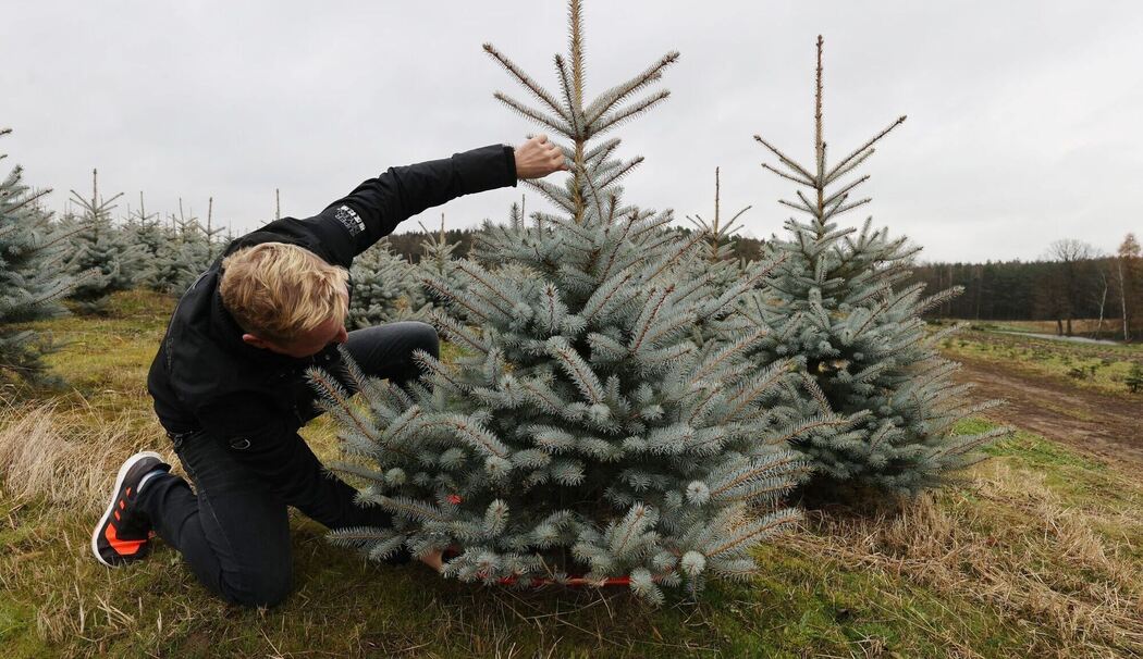 Ein Mann sägt eine Blaufichte ab