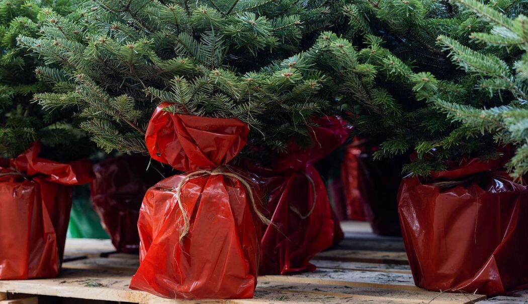 Weihnachtsbäume im Topf